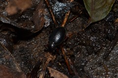 Otiorhynchus clavipes