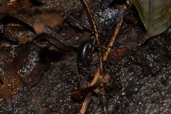 Otiorhynchus clavipes