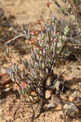 Phiambolia persistens