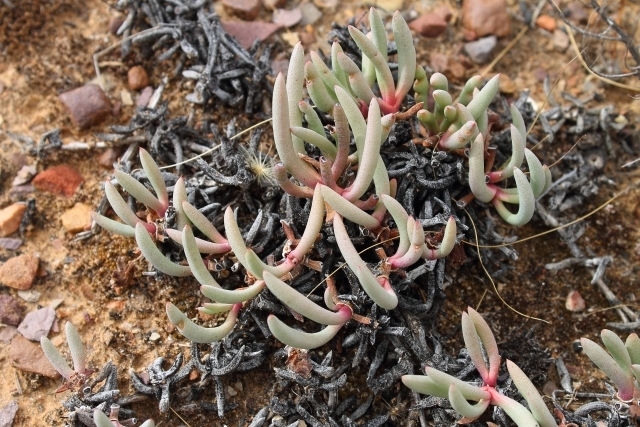 Cephalophyllum corniculatum