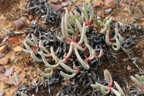 Cephalophyllum corniculatum