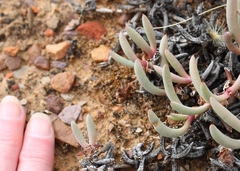 Cephalophyllum corniculatum