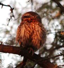 Glaucidium perlatum licua