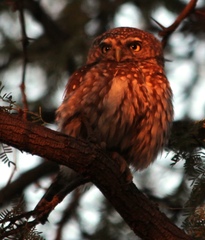 Glaucidium perlatum licua
