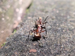 Polyrhachis bihamata