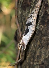 Thelotornis capensis capensis