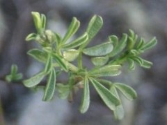 Argyrolobium pachyphyllum