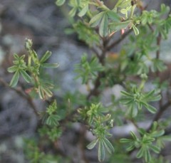 Argyrolobium pachyphyllum