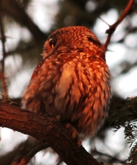 Glaucidium perlatum licua