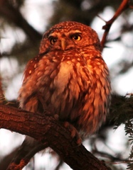 Glaucidium perlatum licua