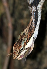 Thelotornis capensis capensis