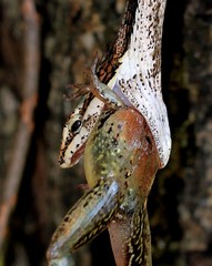 Thelotornis capensis capensis