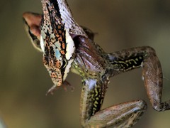 Thelotornis capensis capensis