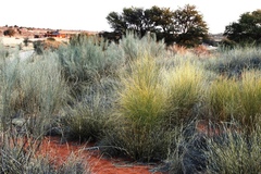 Calobota linearifolia