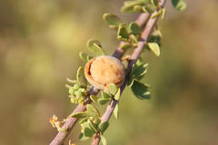 Boscia foetida foetida