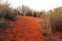 Stipagrostis amabilis