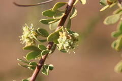Boscia foetida foetida