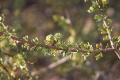 Boscia foetida foetida