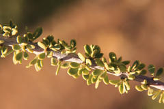 Boscia foetida foetida