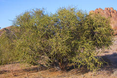 Boscia foetida foetida