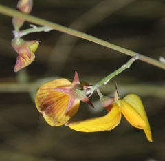 Crotalaria spartioides