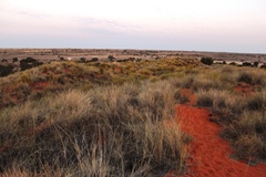 Crotalaria spartioides