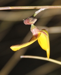 Crotalaria spartioides
