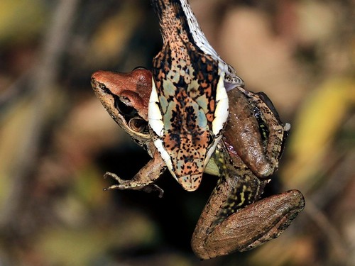 Northern Rana, Ptychadena anchietae