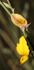 Crotalaria spartioides