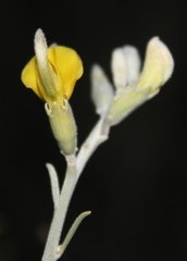 Calobota linearifolia