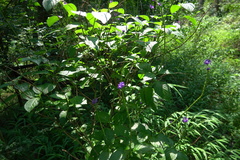 Stachytarpheta urticifolia