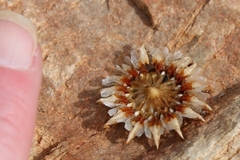 Cephalophyllum loreum