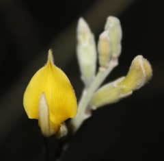 Calobota linearifolia