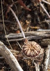 Cephalophyllum loreum