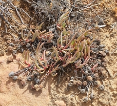 Cephalophyllum loreum