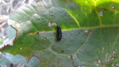 Gastrophysa atrocyanea