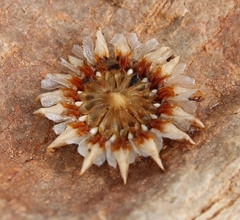 Cephalophyllum loreum