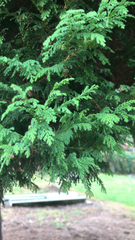 Chamaecyparis obtusa