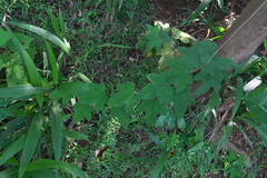 Rubus reflexus