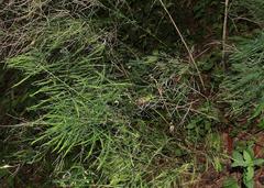 Asparagus virgatus