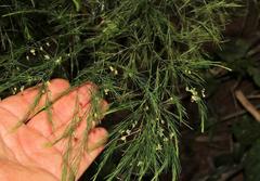 Asparagus virgatus