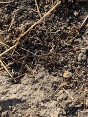 Veromessor chicoensis