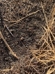 Veromessor chicoensis