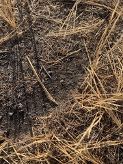 Veromessor chicoensis