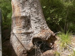 Eucalyptus jacksonii