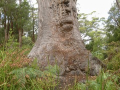 Eucalyptus jacksonii