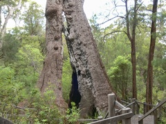 Eucalyptus jacksonii