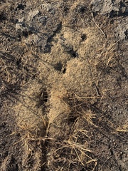 Veromessor chicoensis