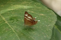 Abisara savitri