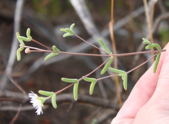 Drosanthemum vespertinum
